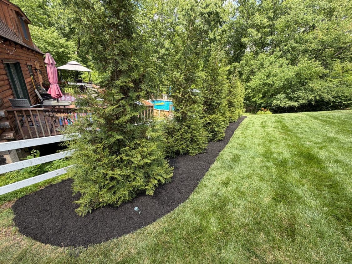 Row of arborvitae along a backyard fence line with a fresh, evenly spread mulch bed