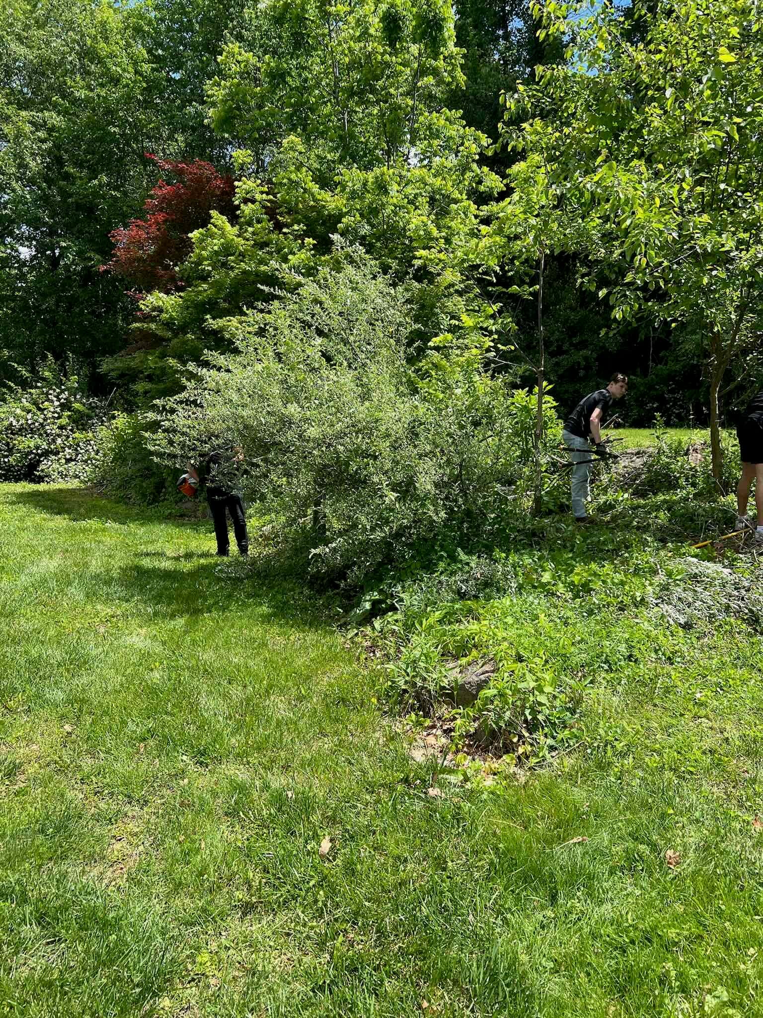 Overgrown backyard garden bed with weeds and tangled shrubs before cleanup