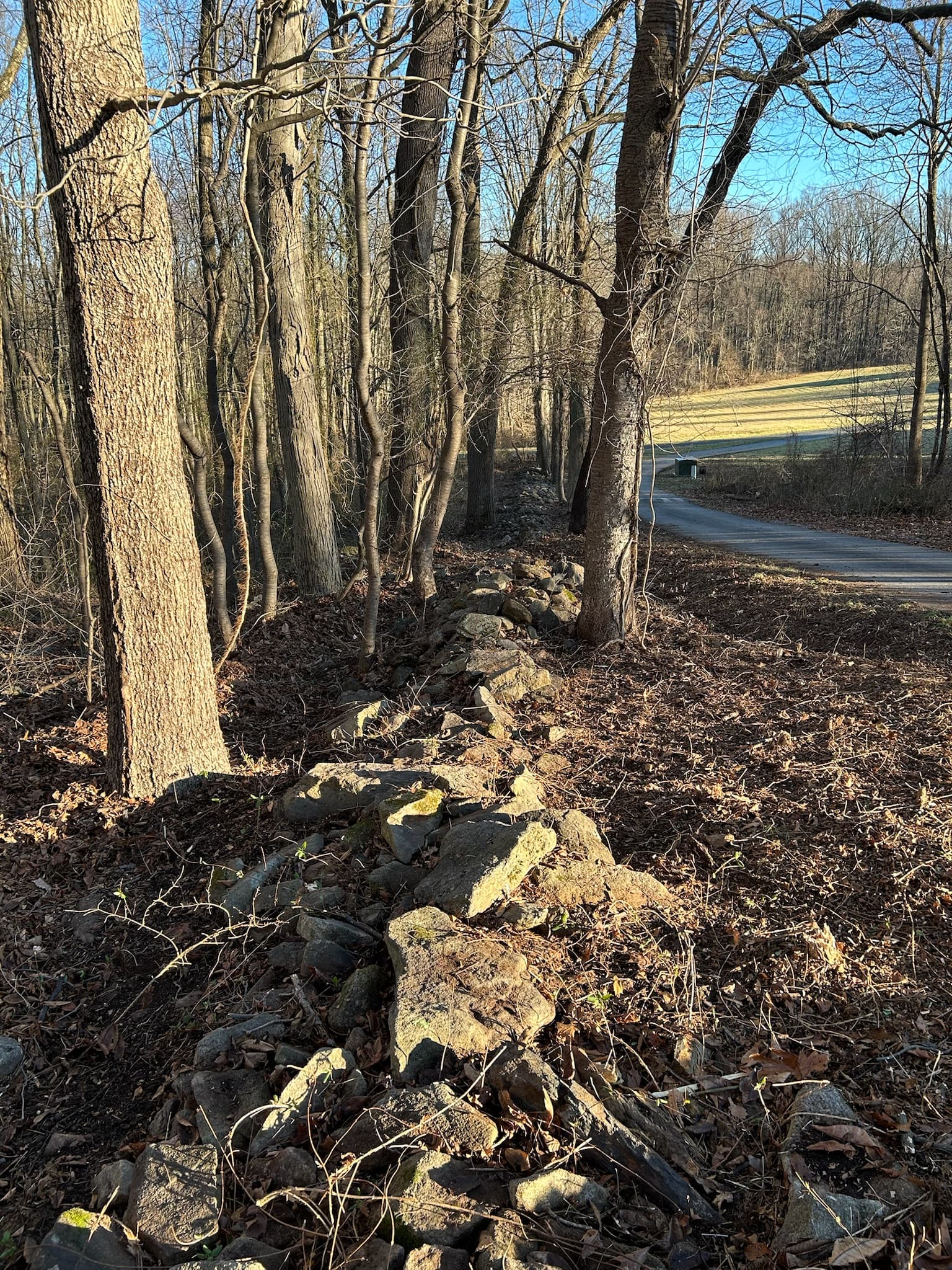Brush Cleanup in Pottstown PA