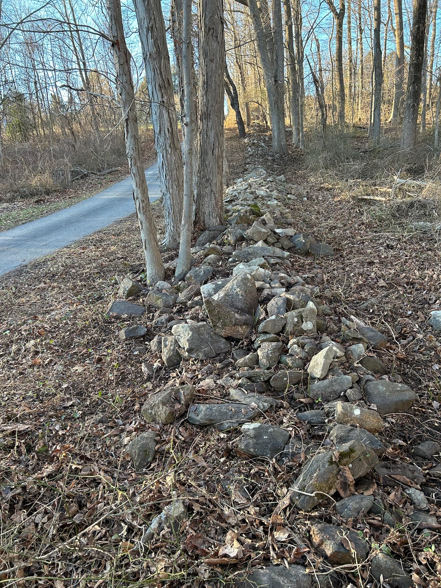 Brush Cleanup project by Iconic Landscaping